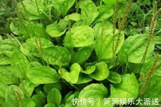 专家|车前草泡水喝到底有什么好处你清楚吗医学专家告诉你