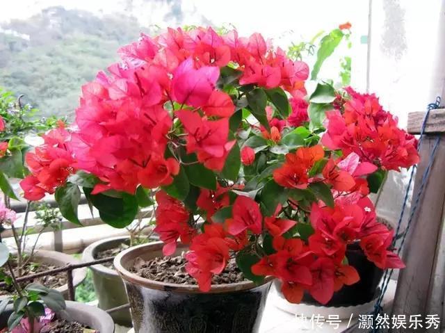 三角梅春天有“4喜”,做好了花叶一起窜,开满一树花
