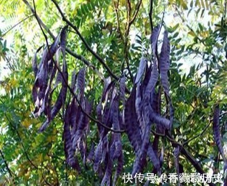 健康|这个树农村遍地都是,浑身都是宝,用它洗头又干净又健康