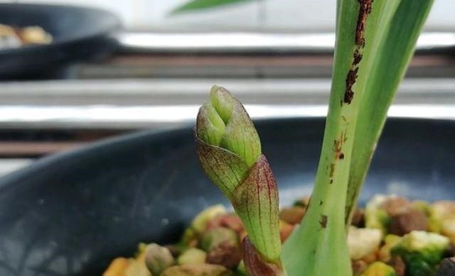 兰花就是不见长有一个“好办法”,快速生长,冒新芽