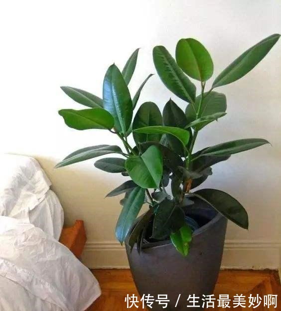 丢了一棵橡皮树,3年长疯了,横竖8米宽,霸占了道路惹人怨!