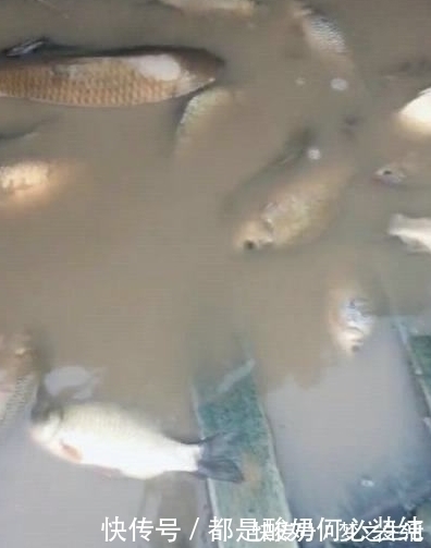 深坑|山上发现近二十米深坑,里面有鱼 ,挖掘机出动一挖一窝