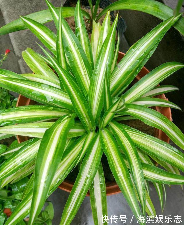 养吊兰绿萝,别光浇自来水,浇点自制“薄肥水”,一个月就爆盆