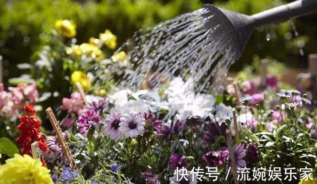 随心所欲|养花不能随心所欲,这几种花最怕“水”,浇多了烂根死翘翘