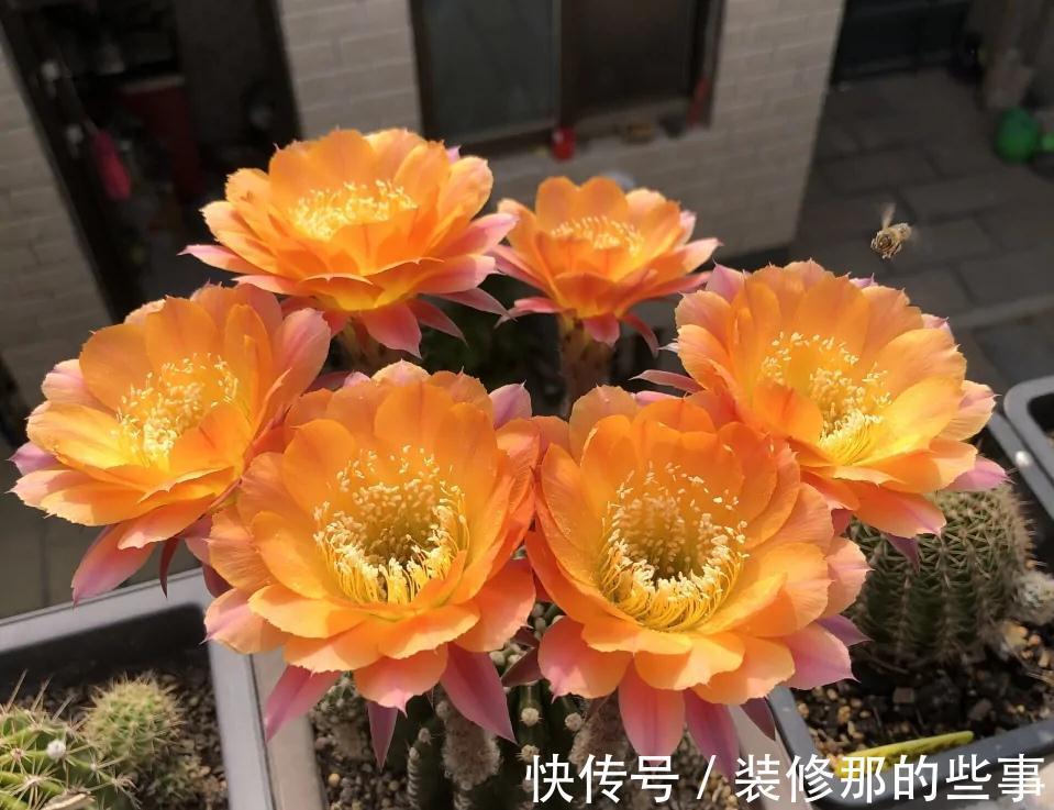 仙人球越长越尖，越长越细，可能是这三个原因