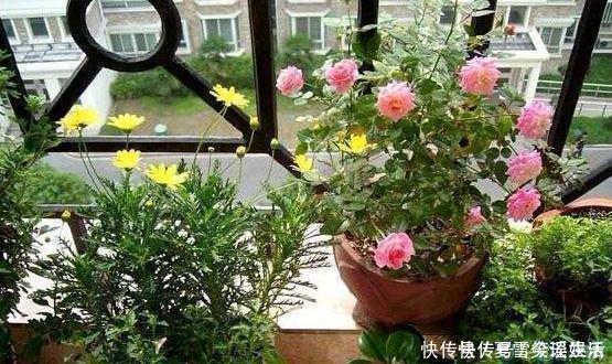 花卉|这3种花是“吸氧精”,可别养在卧室,争分夺秒的和你抢氧气