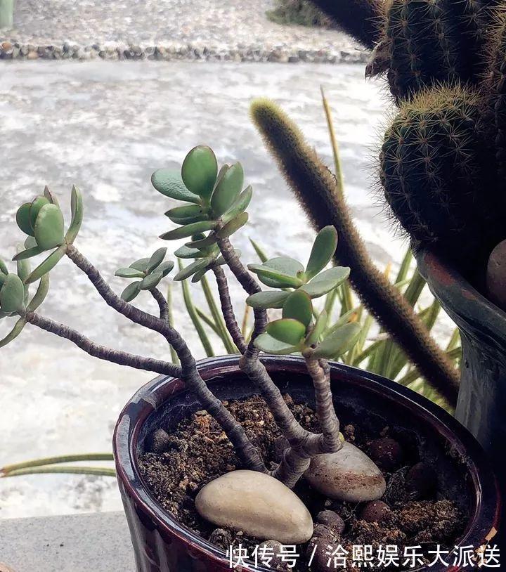 玉树|在家养玉树,记得每月砍一刀,半年长成老桩!