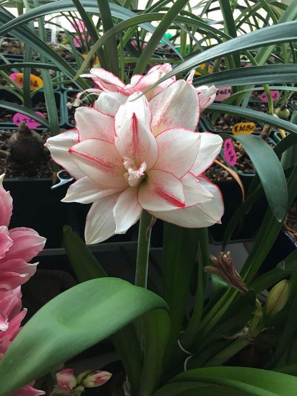 朱顶红|种了1个洋葱头,没想到花开巴掌大!越看越美!