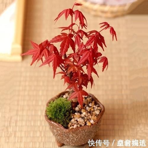 盆栽|老祖宗传下的手艺,用树桩做盆景,极其珍贵,还不来一盆