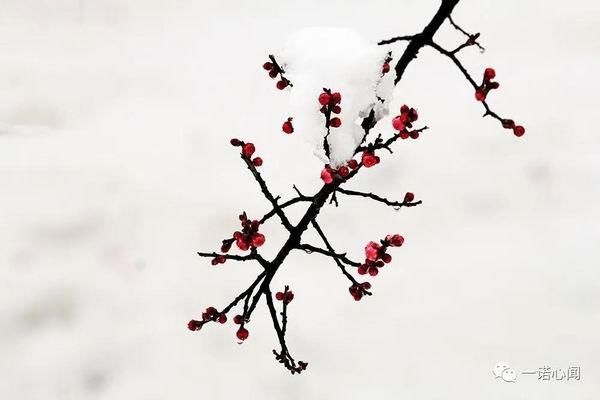 安阳喜降梅花雪