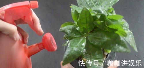 养花怎么补偿营养水 用它泡一泡浇花, 浇过的花油绿直冒芽, 很实用