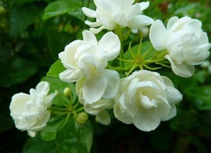 “茉莉花”开花少消除“3个”隐患，花苞不断冒，开花爆满枝