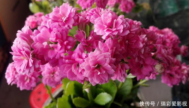 温度|不愿长寿花冬天黄叶、花刚开就掉落,浇水切记遵循这3规则