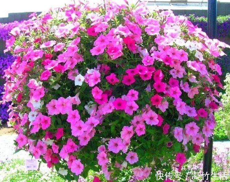 花友|4种花，是真正的开花机器，一年四季开不停，晒晒太阳就爆盆