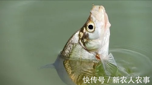 广东一男子野钓收获翘嘴鱼,接下来一番神操作,颠覆了众人的认知