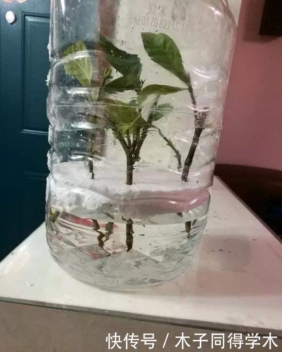 油桶|家里的油桶别再扔,比花盆还好用,养花种菜是神器