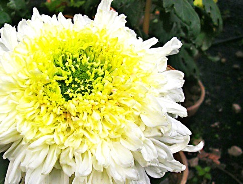 喜欢菊花,就养盆“菊中珍品”西施倩装,似翡翠玉衣,矜持舞魅