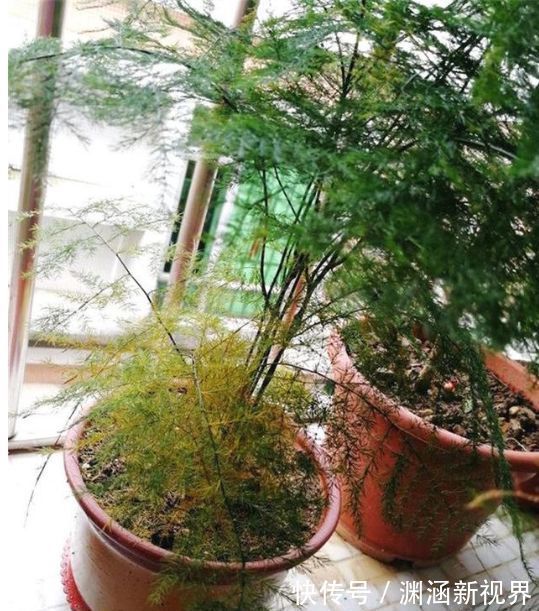 爆盆|掉叶发黄快枯死的文竹怎么急救给它喝点酸奶,一个月爆盆绿油油