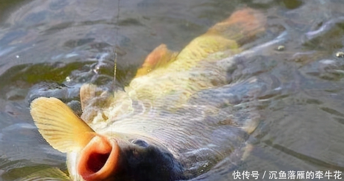 子线|轻松搞定子线长短和钩距大小的选择,学会这一篇就够——盛世三渔