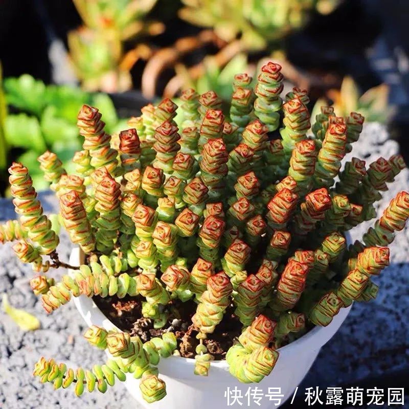 观赏价值|八种命里带“钱”的植物，家里养一盆，招财又旺运，你家养了几种