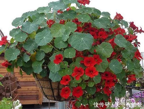 5种漂亮花,吊起来养花开满盆,不占地方,能养几十盆!