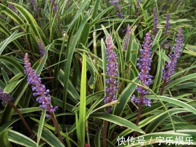 在路边,若是遇到1种“麦冬草”,请保护,比“岩黄连”珍贵!