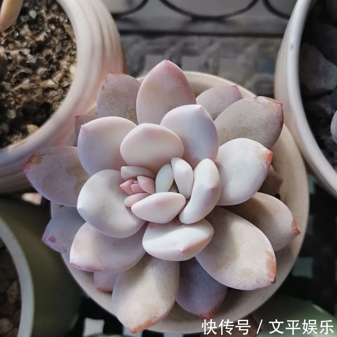 一组逆袭成功的多肉给它时间，它就会给你好看！