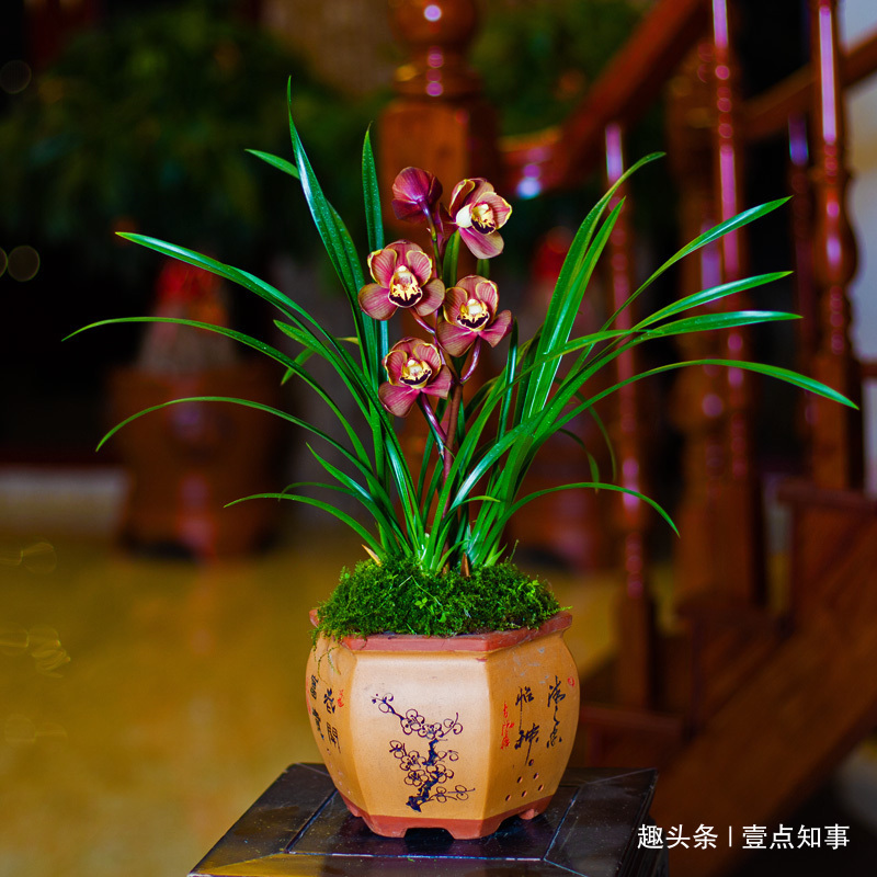 兰花施肥有讲究，跟老花匠学3招，花开爆盆