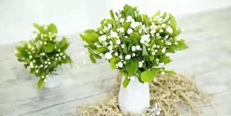 茉莉|夏季养茉莉,想花开爆盆,芳香四溢,盆栽管理得注意此3点