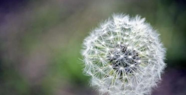 枸杞|泡枸杞时加此物,肝毒没了,远离肝硬化、肝癌,肝会跪谢你的做法