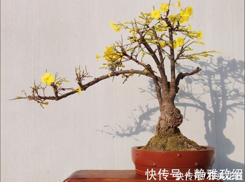 冬天“装死”的4种花，过冬不用管，明年早早就“开花”