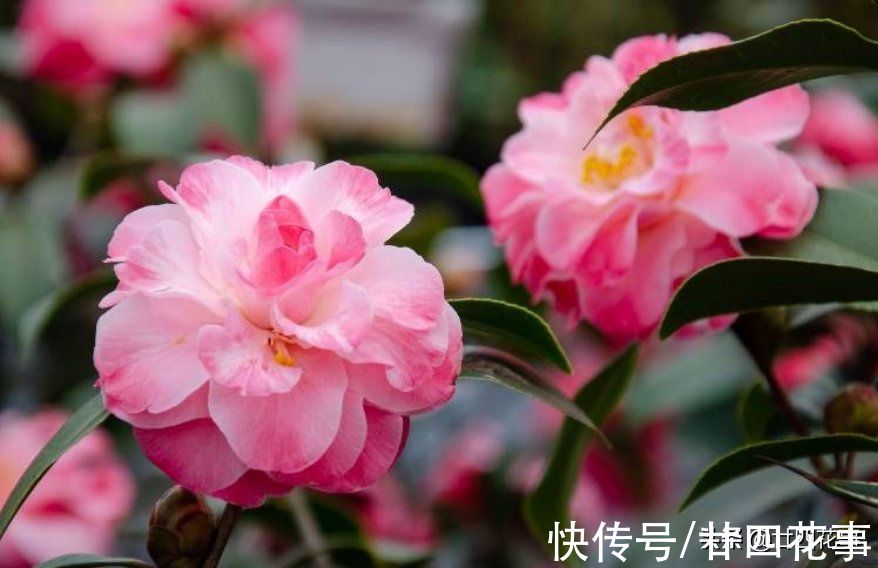 深秋养茶花，新手照着“4点”养，冬天有花赏，春节花大香浓