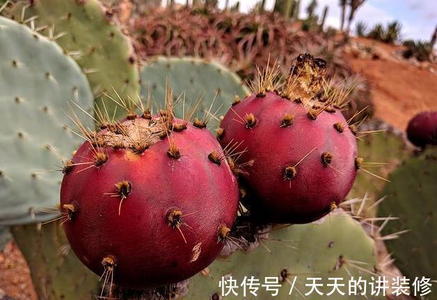 浇水|仙人掌类植物长得太慢,几个能帮助它们快速生长的技巧教给你