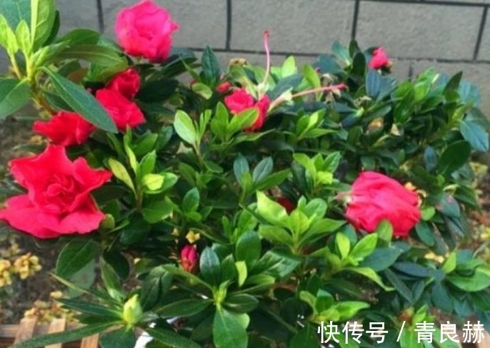 4种花好养易活,旺财又养人,花开就爆盆,漂亮又好养!