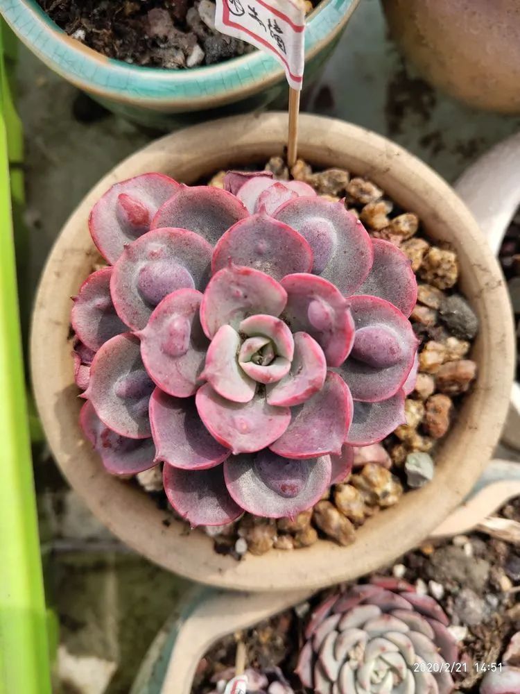 养肉多年的新手我相信它们一定可以变得更美丽！