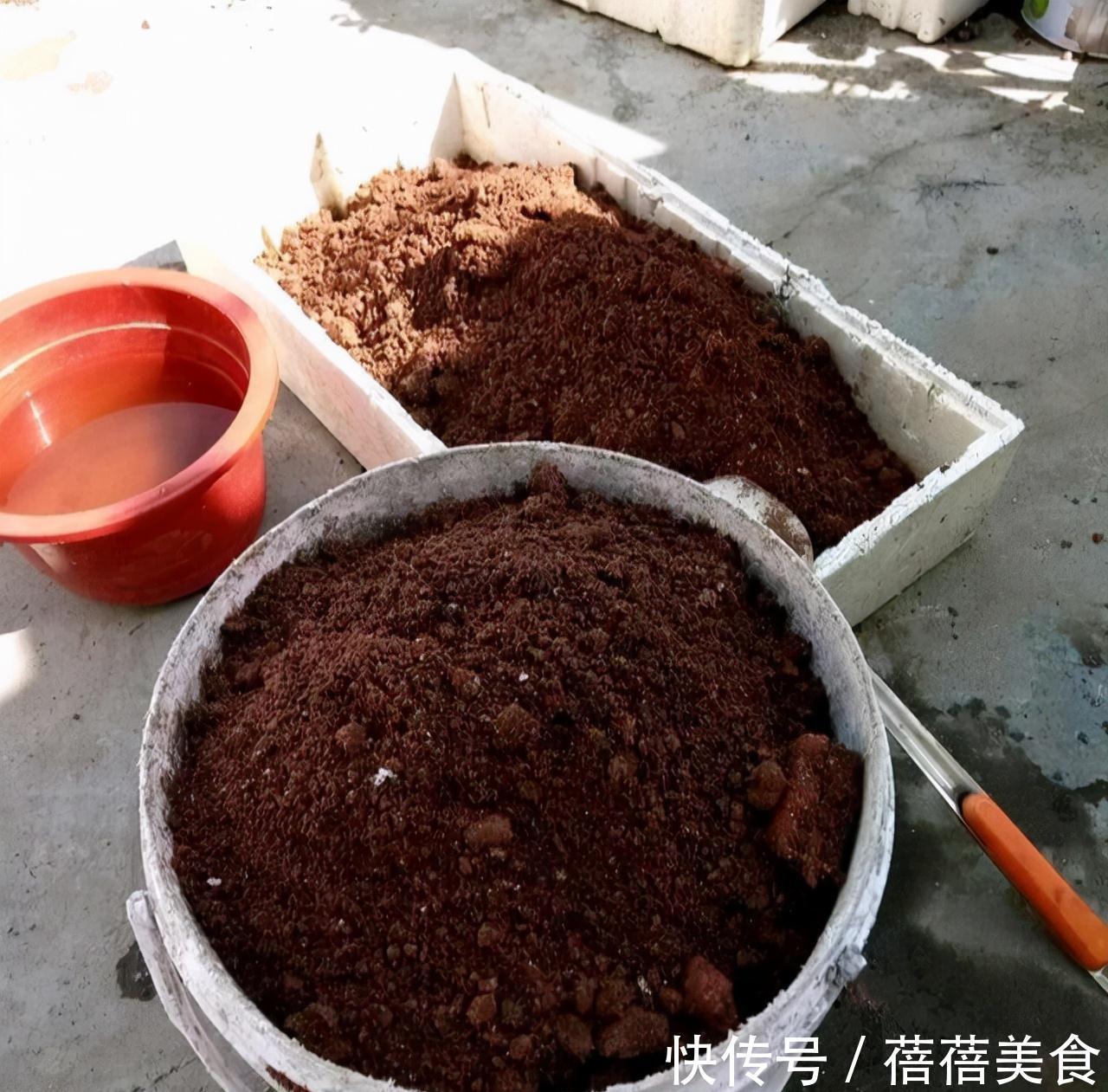 养花的“旧土”加点“废物”,又肥的流油,养花一级棒