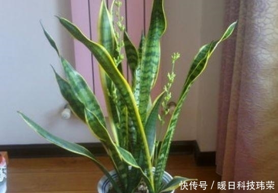  健康|这“3种”植物不管价格多“贵”, 也要养一盆, 身体变得更健康!