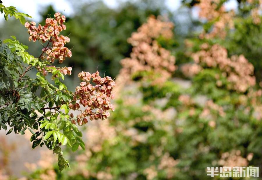 青岛|大自然打翻了调色盘？对，这就是青岛的秋天