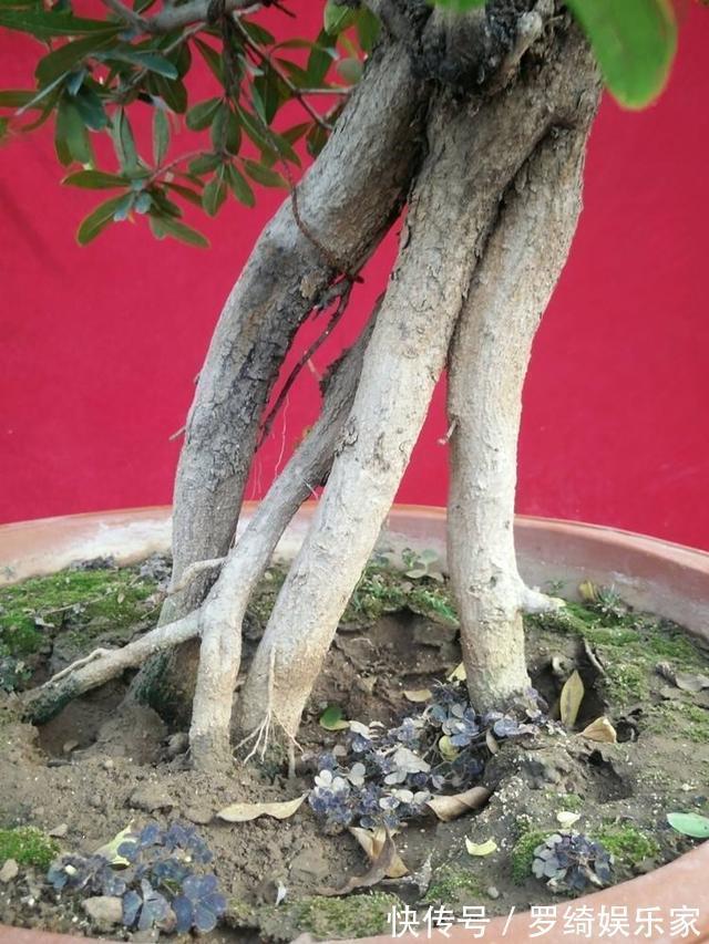 盆景|石榴盆景外形美，根系却无法附在石头上，巧用塑料瓶就解决