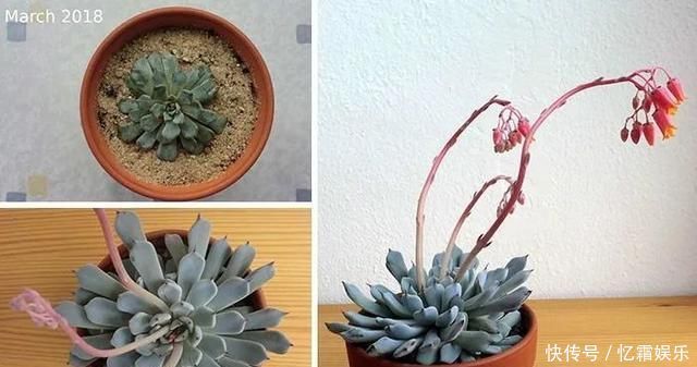 快枯死的绿植在大神手下起死回生,对比图超治愈又励志哇