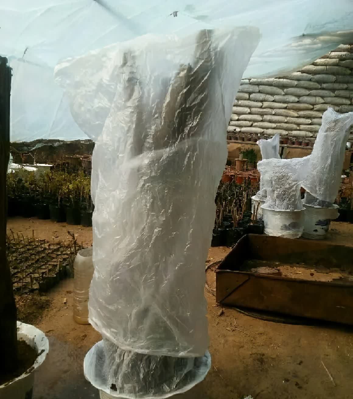 剪根粗枝插土里,2周能生根,一年长成大老桩