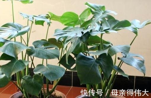 养龟背竹记住4点，开背早、不徒长，叶子一个比一个大