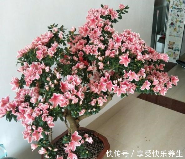 不会养杜鹃花，按小花匠这“方法”，根不烂叶不黄，年年花开不断！