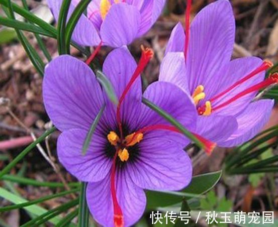 适合庭院养护的几款花,开花勤爱爆盆,枝繁叶茂,全年花开如春