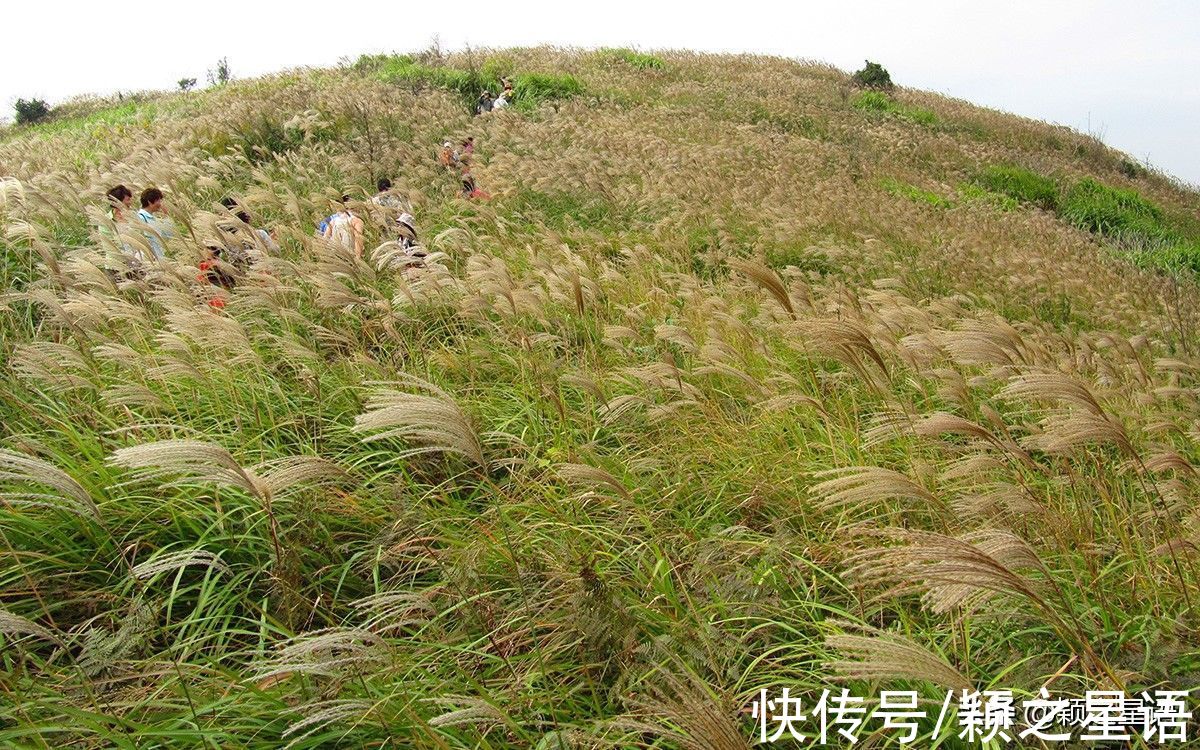 东盘山|福泉山漫山芦花消失，幸好还有东盘山，宁波唯一的高山草甸风光