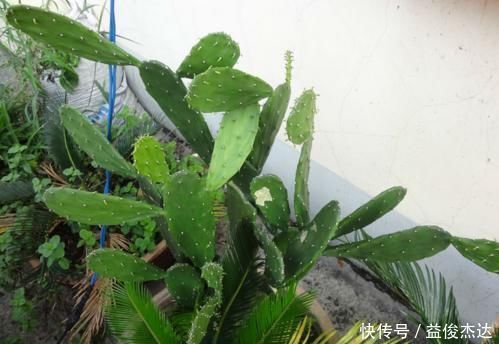 3种其貌不扬的植物，养一盆家里变成“天然氧吧”，是盆栽佳品！