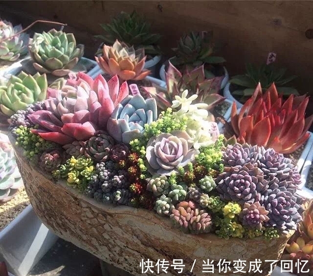 关于多肉拼盘,4个要点不能忘,不然很难养好