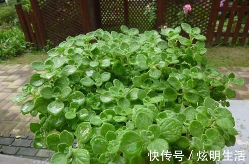 盆栽|6种“花”，自带香味，室内养1盆，比清新剂强1倍，无毒又环保