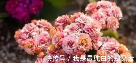 爱花|养花要心狠，特别是此5种花，剪得越狠长得更好，株型繁茂