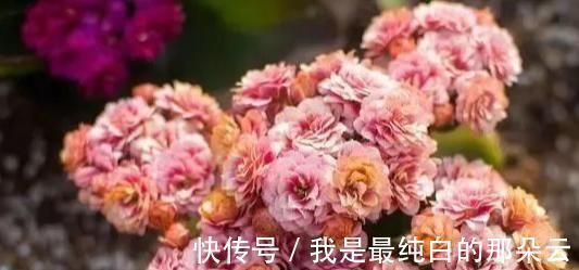 养花要心狠,特别是此5种花,剪得越狠长得更好,株型繁茂